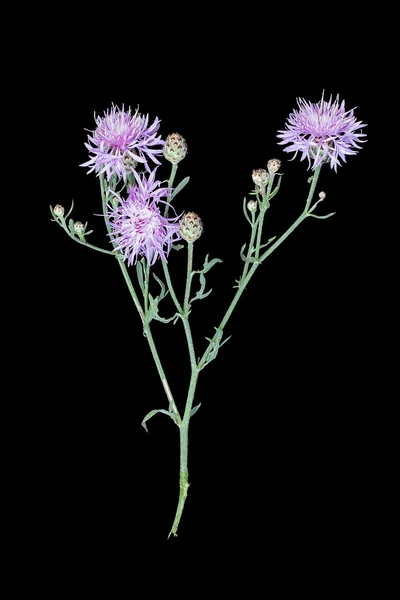 Planta medicinal Centaurea jacea sobre um fundo preto — Fotografia de Stock