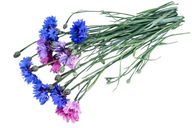 Cornflowers (Centaurea) beyaz bir arka plan üzerinde 