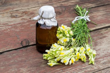 Common toadflax (Linaria vulgaris) and pharmaceutical bottle  clipart