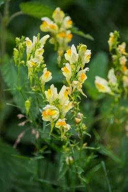 Common toadflax (Linaria vulgaris) in the natural environment of clipart