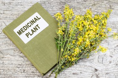Mullein (Verbascum) ve dizin tıbbi bitki  