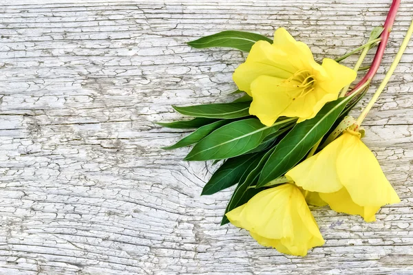 Světle žlutá kytice večerní Primrose (Oenothera) — Stock fotografie