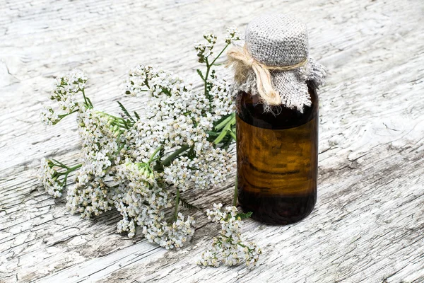 Yarrow (achillea millefolium) and pharmaceutical bottle — Stock Photo, Image