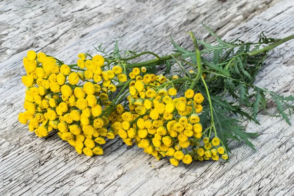 Medicinal plant tansy (Tanacetum vulgare) — Stock Photo, Image