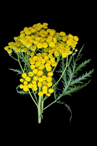 Лекарственное растение Tansy (Tanacetum vulgare) на черном фоне — стоковое фото