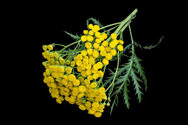 Tanaceto medicinale (Tanacetum vulgare) su fondo nero — Foto Stock