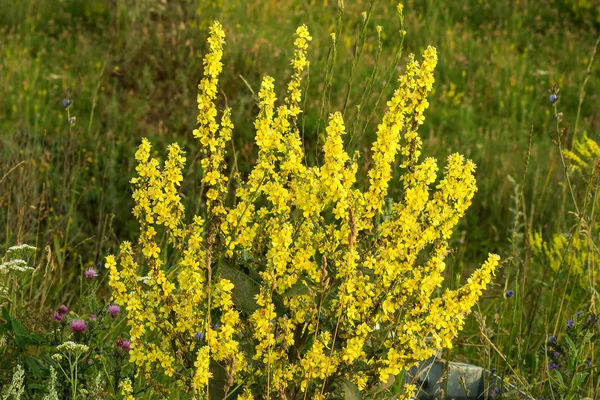 Büyüme doğal bir ortamda Tıbbi bitki Mullein  