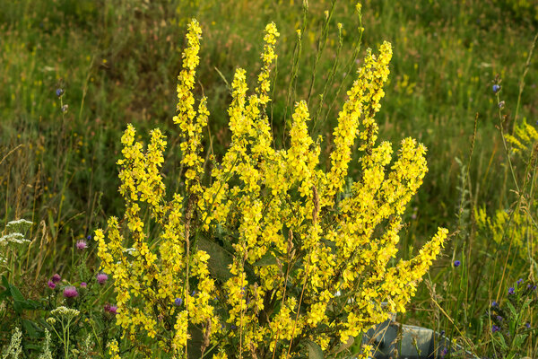 Medicinal plant Mullein in a natural environment of growth  