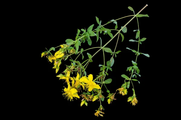 Erva de São João (Hypericum) sobre fundo preto — Fotografia de Stock