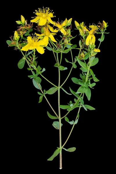 Saint-John's-wort (Hypericum) siyah bir arka plan üzerinde 