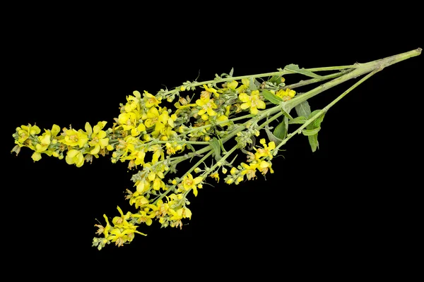 Planta medicinal Mullein (Verbascum) sobre fondo negro —  Fotos de Stock