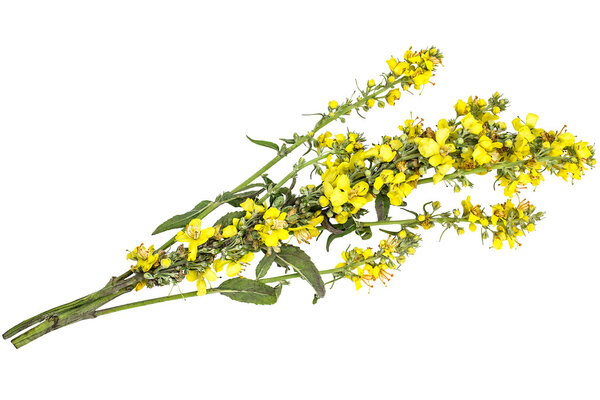 Mullein (Verbascum) on white background 