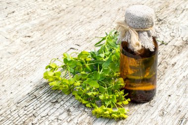 Tıbbi bitki Euphorbia esula ve ilaç şişe 