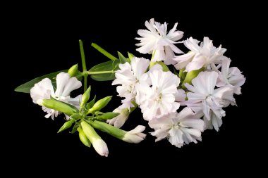 Tıbbi bitki siyah arka plan üzerine Saponaria officinalis 