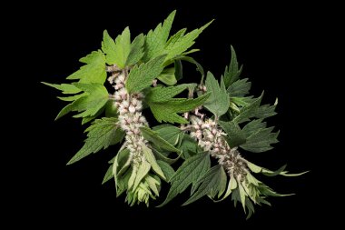 Motherwort (Leonurus cardiaca) siyah arka plan üzerine 
