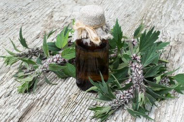 Motherwort (Leonurus cardiaca) ve ilaç şişe  