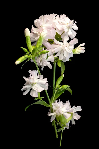 약용 식물 Saponaria officinalis 검은 배경에 — 스톡 사진