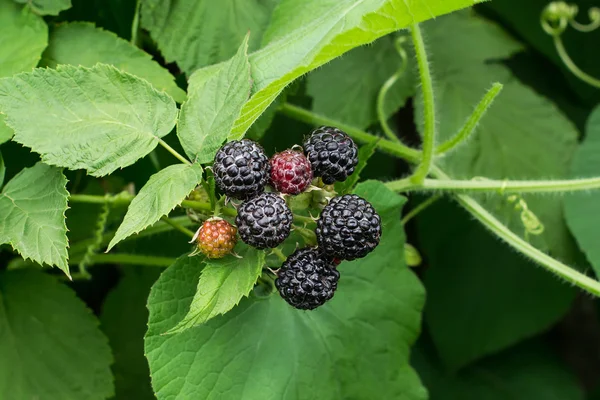 Fekete málna (Rubus occidentalis) érlelés a fióktelep — Stock Fotó