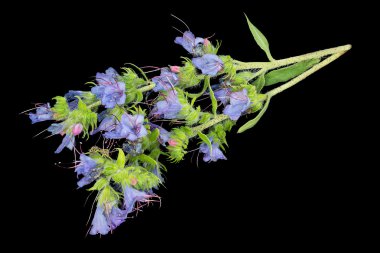 Siyah bir arka plan üzerinde Tıbbi bitki Echium vulgare 