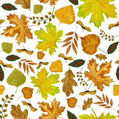 Çeşitli sonbahar yapraklarının suluboya desenleri. Akçaağaç, meşe, huş ağacı, ıhlamur, kavak yapraklarının mevsimsel renkleri. Beyazda izole edilmiş tasarım ögeleri