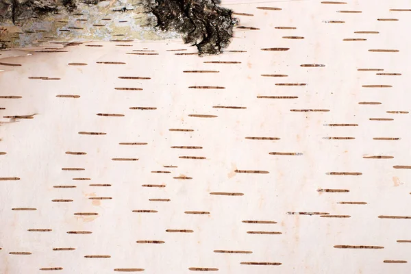 Textur Der Inneren Schicht Der Birkenrinde Natürlicher Hintergrund Helles Birkenrindenmuster — Stockfoto