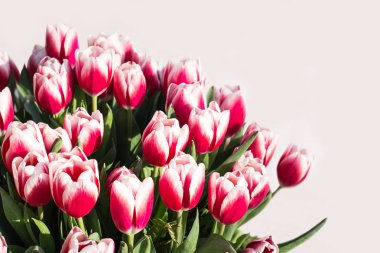 açık arkaplanda kırmızı ve beyaz laleler