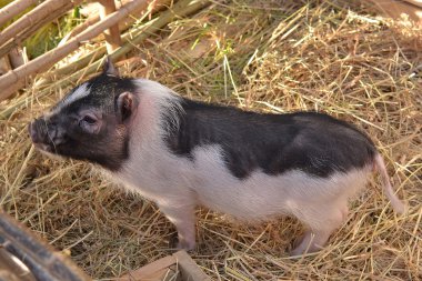 Curious little pig in the straw 