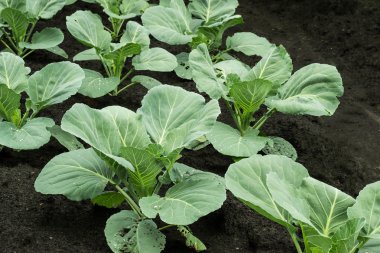 Shoots of young cabbage in the garden 