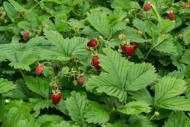 Lots of ripe wild strawberry 
