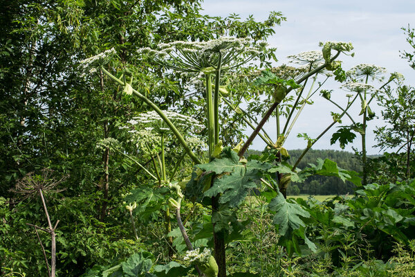 Hogweed thickets at the edge of the forest 