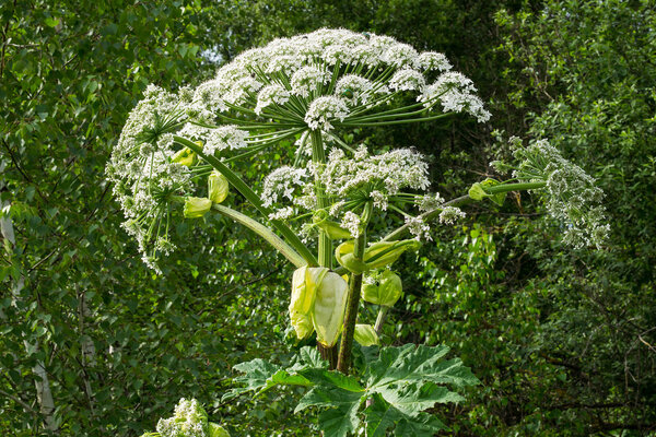 The great flowering cow parsnip - poisonous plant 