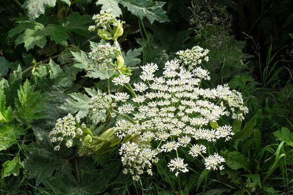 Flowers hogweed, leaned toward the grass 