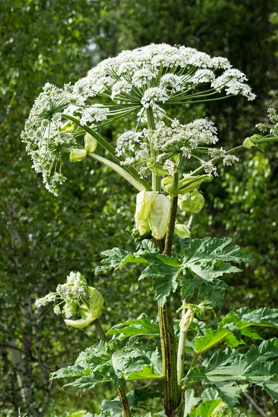 Giant hogweed on the edge of the forest — Stockfoto