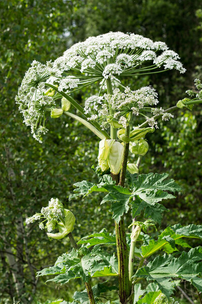 Giant hogweed on the edge of the forest 