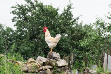 Beautiful white rooster on a pile of stones 