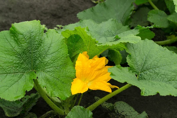 Bright orange flower and large leaves of pumpkin — Stock Photo, Image