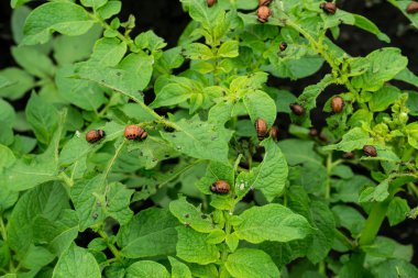 The larvae of the Colorado potato beetle on potato leaves 