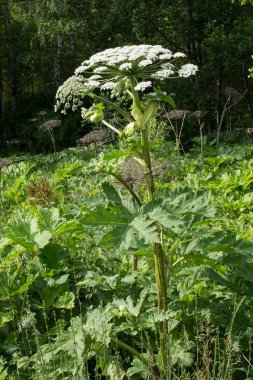 Poisonous plant - cow parsnip on the edge of a birch grove 