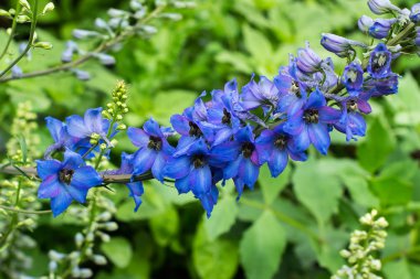 Parlak mavi delphinium bloom bahçede 