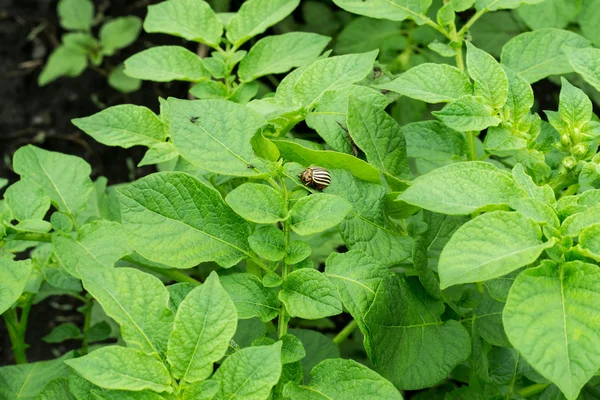 Colorado potato beetle on a green leaves of potato — Stock Photo, Image