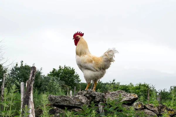 Orgulhoso branco galo posando em uma parede de pedra — Fotografia de Stock