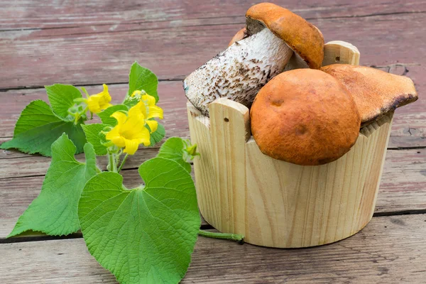 Cogumelos selvagens (Leccinum Aurantiacum) em um balde de madeira — Fotografia de Stock