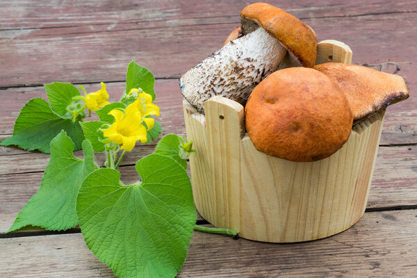 Wild mushrooms (Leccinum Aurantiacum) in a wooden bucket 