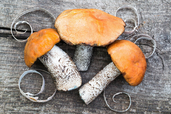 Freshly harvested mushrooms (Leccinum Aurantiacum) and curls of 