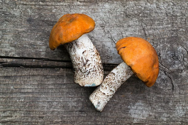 Два гриб з помаранчевої Ковпаки (Leccinum Aurantiacum) — стокове фото