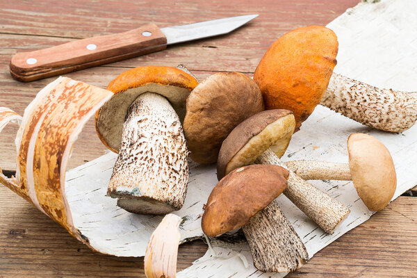 Heap of various wild mushrooms on the bark of birch 
