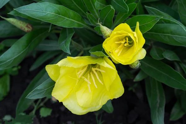 Ярко-желтый вечерний первоцвет (энотера) в саду — стоковое фото
