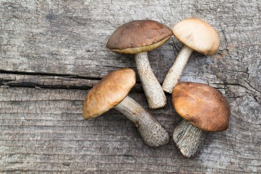 Taze mantar (Leccinum scabrum) 