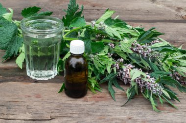 Tıbbi bitki motherwort ve motherwort tentür 