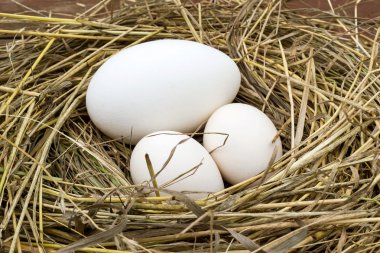 Kaz ve saman bir yuvada iki tavuk yumurtası 